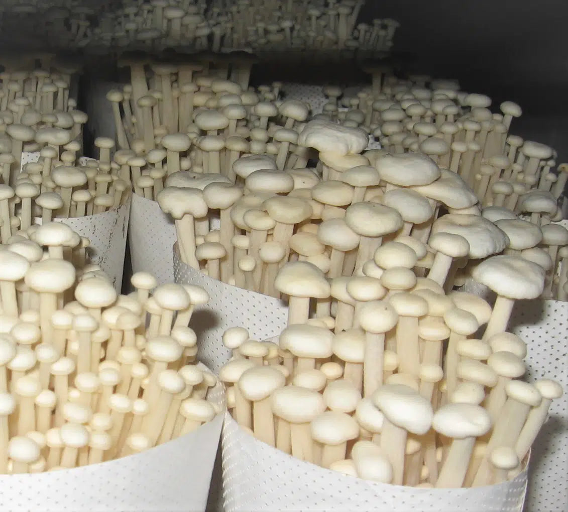 M4622 Flammulina Velutipes - Spawn - 5L