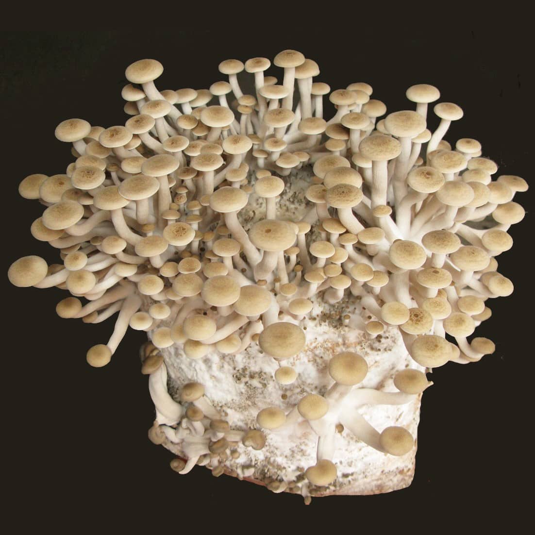 M4780 Hypsizygus tessulatus - Spawn - 5L bag