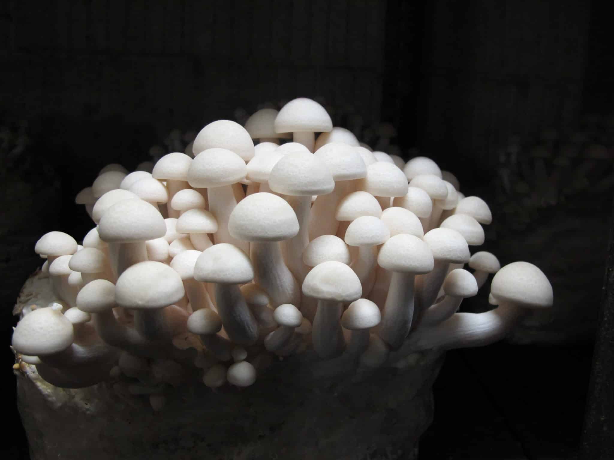 M4786 Hypsizygus tessulatus - Wood plugs - 1000 pcs