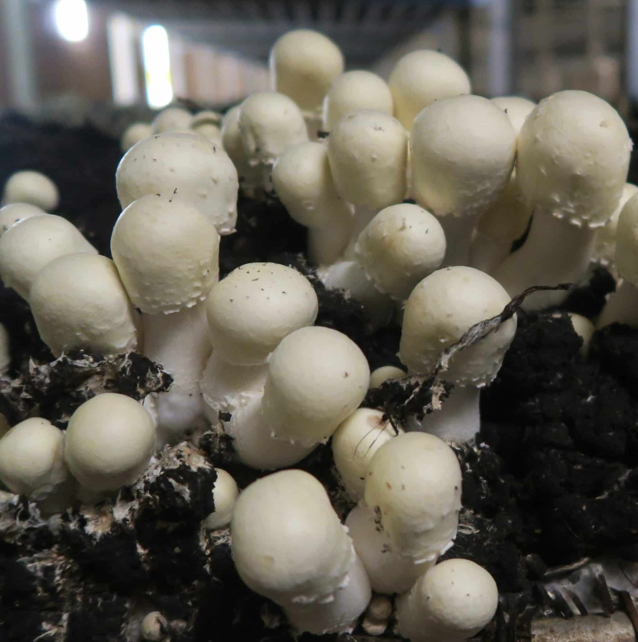 M7400 Agaricus arvensis - Spawn - 5L bag