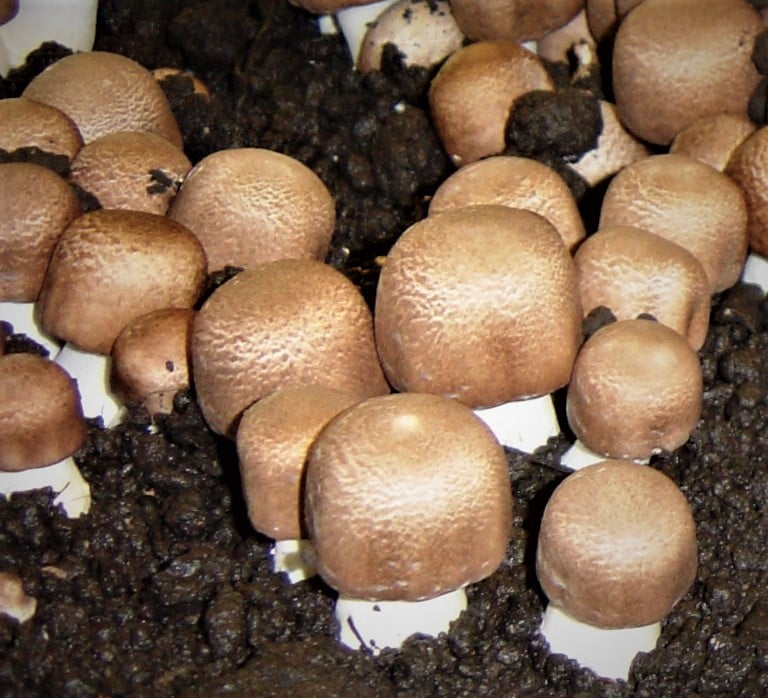 M7700 Agaricus subrufescens - Spawn - 5L bag