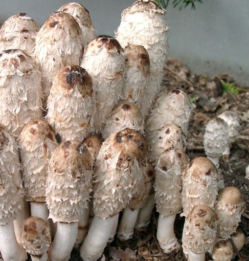 M8102 Coprinus comatus - Spawn - 5L bag