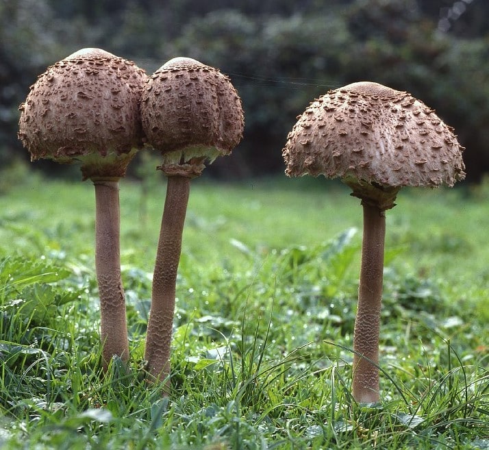M8321 Macrolepiota procera - Spawn - 5L bag