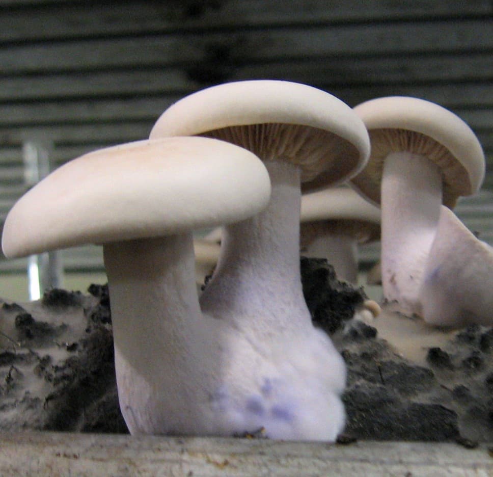 M8551 Lepista nuda - Spawn - 5L bag