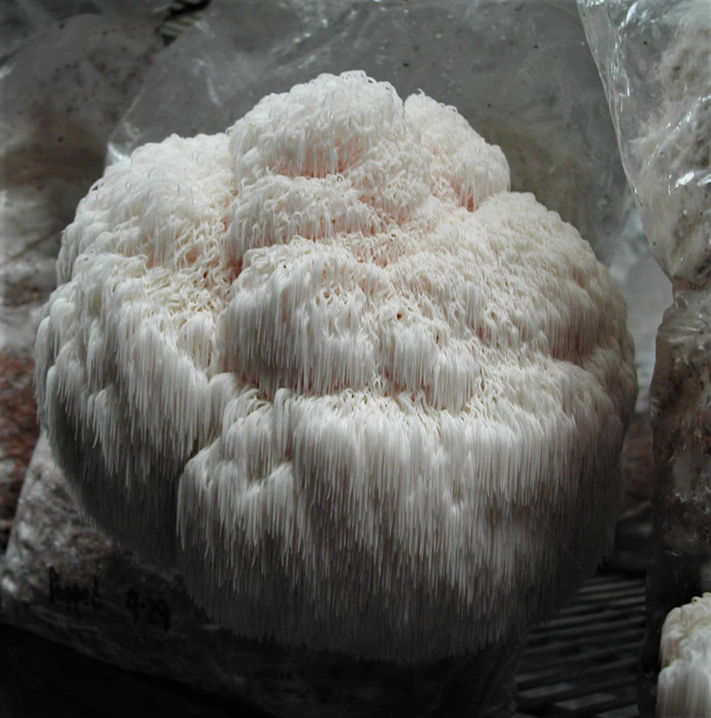 Lion’s Mane Mushroom Grain Spawn