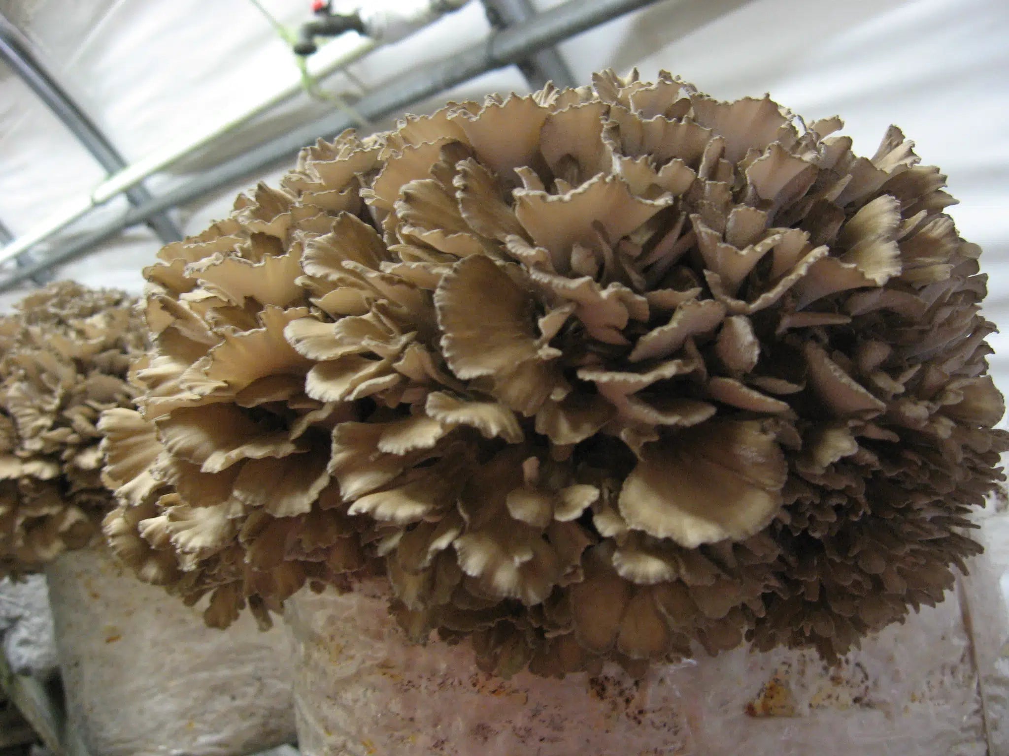 M9825 Grifola frondosa - Spawn - 5L