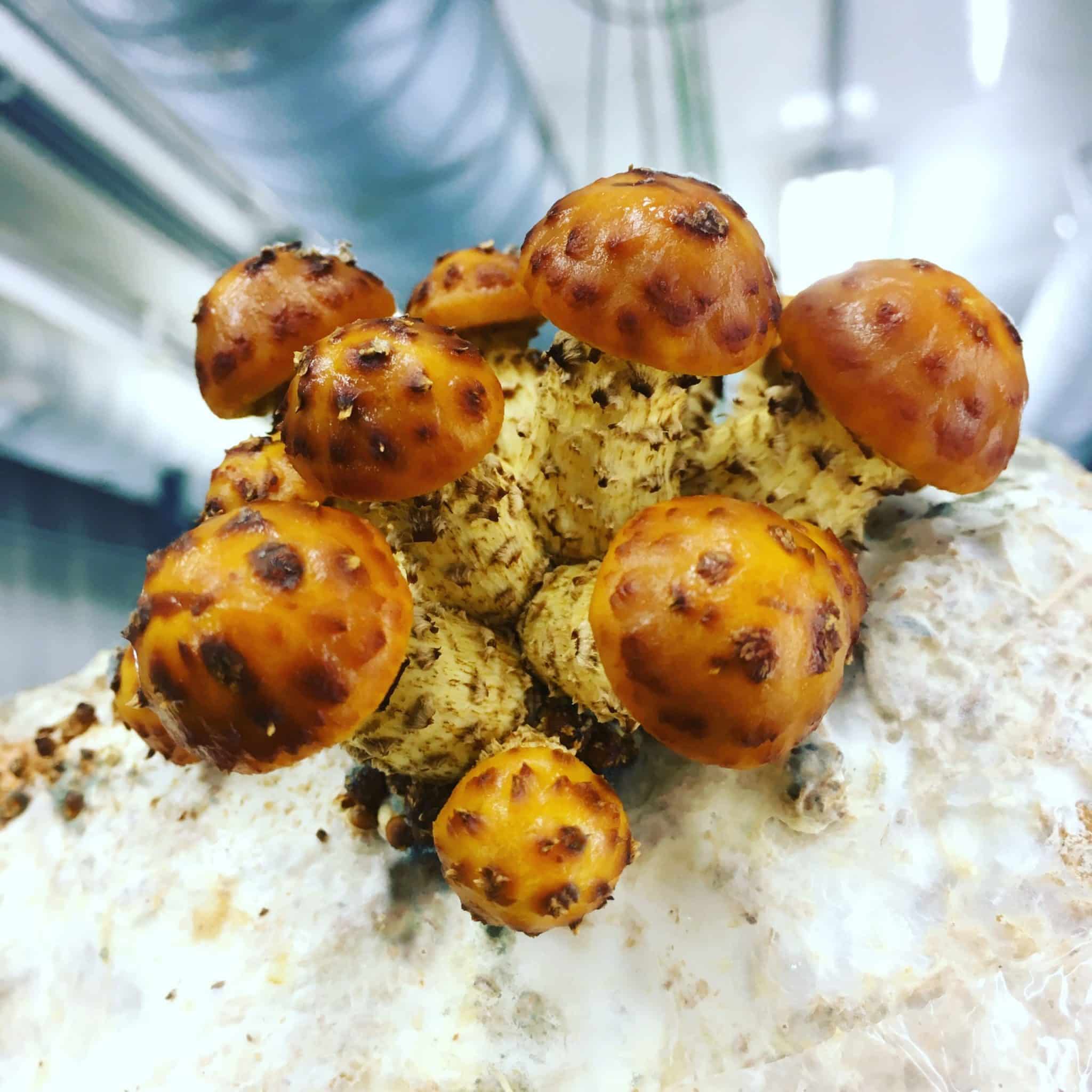 M4200 Pholiota adiposa - Spawn - 5L bag